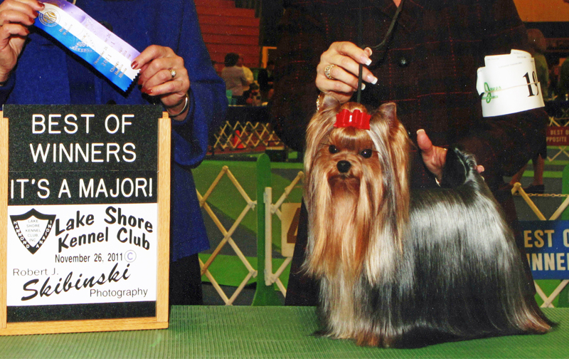 Champion Artistry's Ace